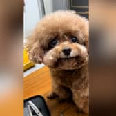 This is one of five toy poodles who have been dubbed the 'world's happiest dogs' and have gone viral  on TikTok because of their adorable smiles. Photo by SWNS/TikTok/Abbie Qu.