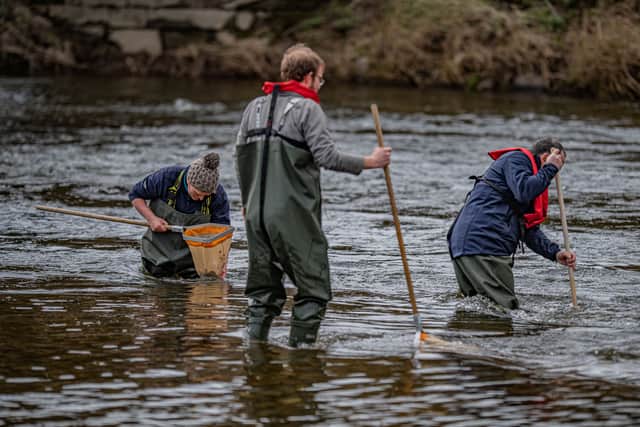 Conservationists comb the River Dee for the critically-endangered scarce yellow sally (Chester Zoo/SWNS)