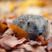 Hedgehogs are one of many species which could benefit from the new rewilding fund (Photo: Tom Marshall/The Wildlife Trusts/PA Wire)