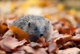 Hedgehogs are one of many species which could benefit from the new rewilding fund (Photo: Tom Marshall/The Wildlife Trusts/PA Wire)