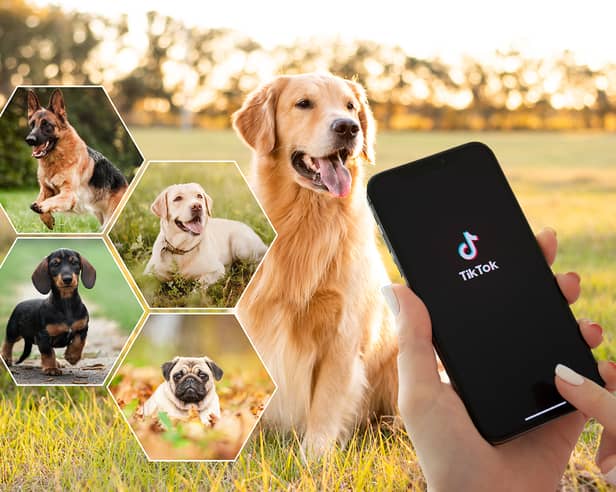 The ten most popular dog breeds on TikTok have been revealed by Everypaw Pet Insurance. Photos by Adobe Photos. Composite by NationalWorld/Kim Mogg.