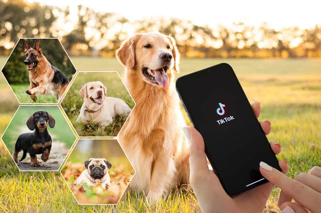 The ten most popular dog breeds on TikTok have been revealed by Everypaw Pet Insurance. Photos by Adobe Photos. Composite by NationalWorld/Kim Mogg.