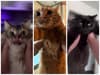 Taylor Swift cat TikTok trend: The videos seeing people spin pet cats round to pop icon's song 'August'
