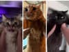Taylor Swift cat TikTok trend: The videos seeing people spin pet cats round to pop icon's song 'August'