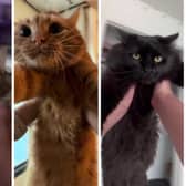 People have been spinning their cats around to the soundtrack of Taylor Swift's "August" in a viral TikTok trend. Photos by TikTok.