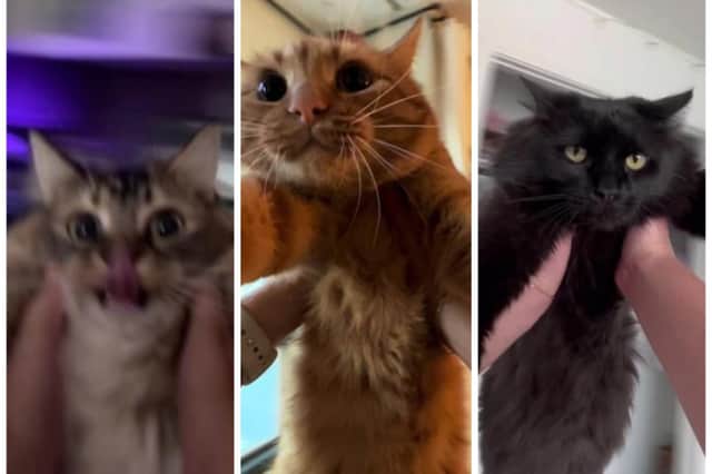People have been spinning their cats around to the soundtrack of Taylor Swift's "August" in a viral TikTok trend. Photos by TikTok.