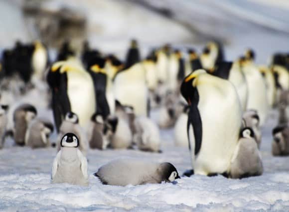 A group of emperor penguin chicks (Photo: Peter Fretwell/ British Antarctic Survey)