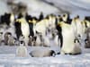 Emperor penguins: 'catastrophic breeding failure' for beloved Antarctic species as sea ice disappears