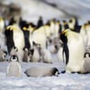 A group of emperor penguin chicks (Photo: Peter Fretwell/ British Antarctic Survey)