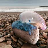 Warning as ‘fearsome predators’ wash up on popular UK beach. (Photo: Getty Images) 