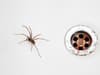 Spider season: When are creepy crawlies most likely to enter homes - plus 10 best ways to prevent them