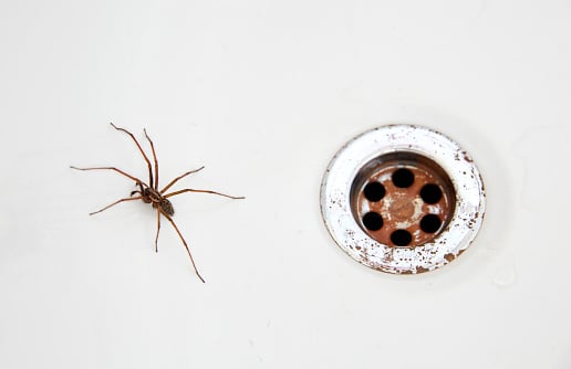 Spider season: When is it plus 10 ways to prevent creepy crawlies invading your home