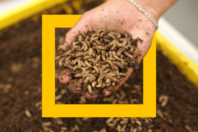 Fly larvae produced in a Flybox as animal feed (Flybox/Supplied)