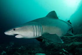 Smalltooth sand tiger sharks are not considered dangerous to humans (Photo: ZSL/David Curnick)