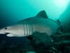 Smalltooth sand tiger shark: climate change driving new 15-foot shark species to Britain's waters