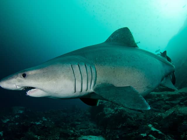 Smalltooth sand tiger sharks are not considered dangerous to humans (Photo: ZSL/David Curnick)