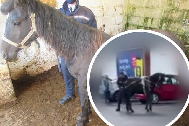 Bramble was found living in a filthy stall, after RSPCA inspectors looked into footage of her being beaten in a car park (NationalWorld/RSPCA)