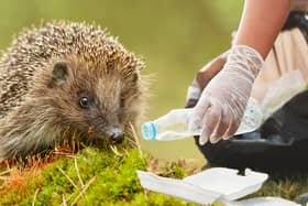 Schools are encouraged to share photos of their hog-friendly trash picking exploits with the hashtag #pick4prickles (NationalWorld/Adobe Stock)
