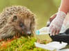 Pick4Prickles: hedgehog litter pick challenge returns - with schools encouraged to form trash-busting teams