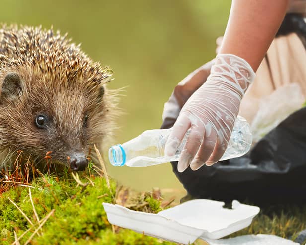 Schools are encouraged to share photos of their hog-friendly trash picking exploits with the hashtag #pick4prickles (NationalWorld/Adobe Stock)