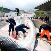 Whalers cut open a 35-tonne Fin whale caught aboard a Hvalur boat off the western coast of Iceland. (Photo: HALLDOR KOLBEINS/AFP via Getty Images)