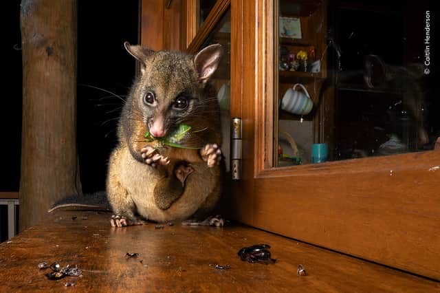 Possum’s midnight snack by Caitlin Henderson, Australia (© Caitlin Henderson, Wildlife Photographer of the Year)