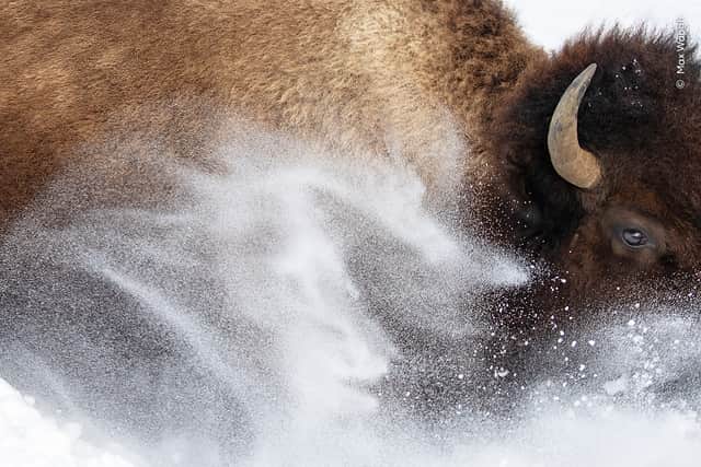 Snow bison by Max Waugh,  (© Max Waugh, Wildlife Photographer of the Year)
