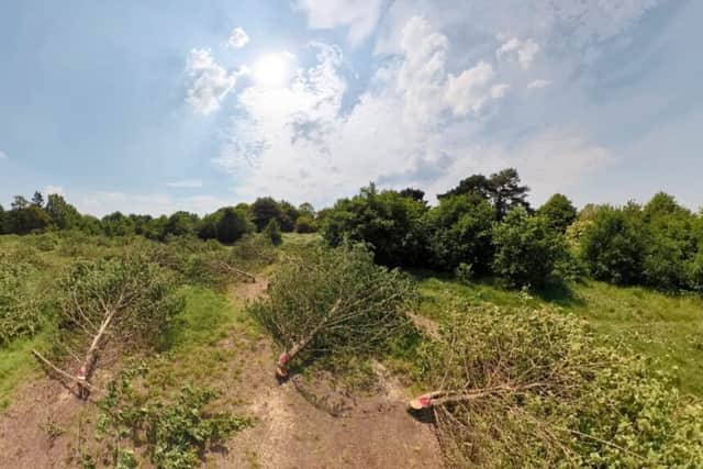 The site near Cator Park where the illegal tree felling took place (Photo: Michael Shilling/CPRE London)