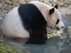 Edinburgh's giant pandas to return to China in December