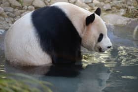 Yang Guang giant Panda on show in his enclosure at Edinburgh Zoo on April 15, 2014 in Edinburgh, Scotland. (Image: Jeff J Mitchell/Getty Images)