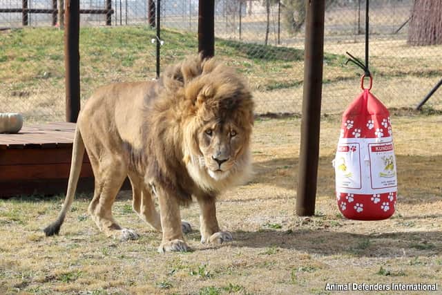Ruben the lion with his first-ever toy (Photo: SWNS/ADI)