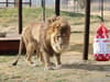 'World's loneliest lion' abandoned in zoo for years welcomed at wildlife refuge - after epic 5200-mile journey