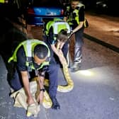 Cops received a call from a member of the public reporting a 12 foot yellow python slithering on Harwood Street, West Bromwich.  