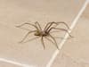 Spider season: The reason eight-legged creatures invade UK homes in September and why you shouldn’t kill them