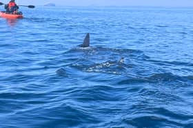 Despite their scary and intimidating look, basking sharks are one of three shark species that consume plankton and pose no real threat to human life - Credit: SWNS