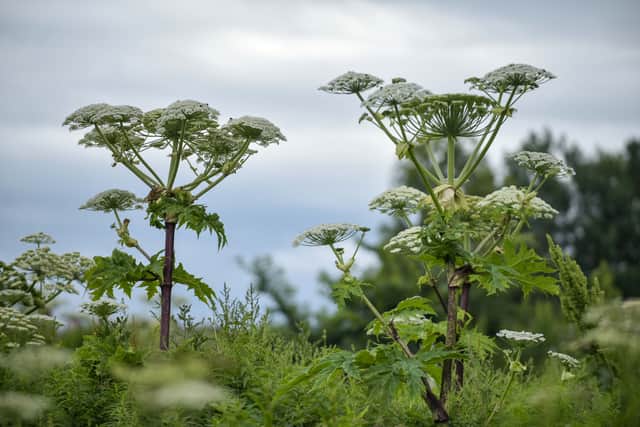 Giant hogweed is an invasive plant which can cause devastating burns (Photo: SWNS)