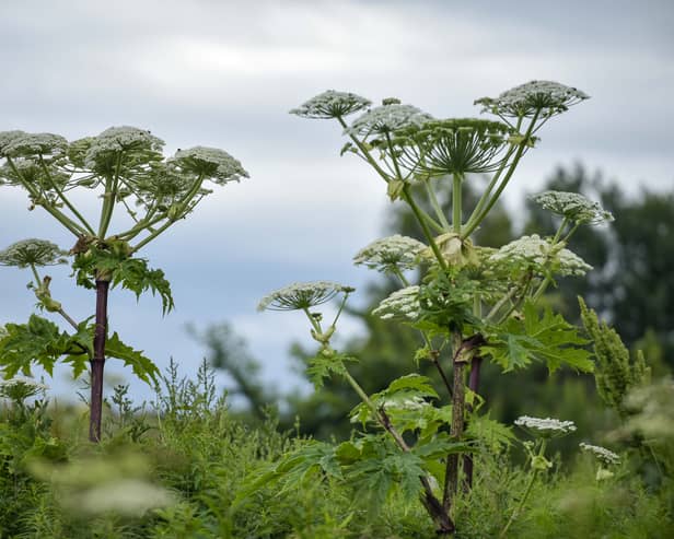 Giant hogweed is an invasive plant which can cause devastating burns (Photo: SWNS)