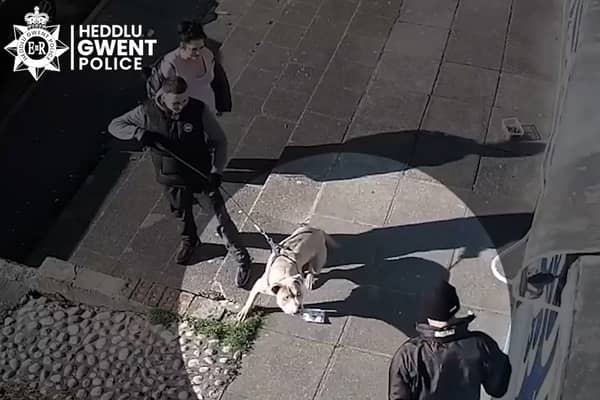 CCTV still Beast, an XL bully who went on to kill 10-year-old Jack Lis, barking at a man outside a store in Caerphilly (Photo: PA Wire/Gwent Police)