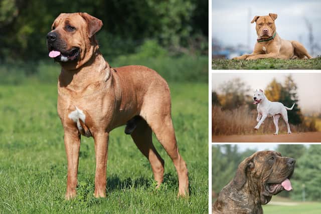 (Clockwise from left) The Japanese tosa, pit bull terrier, Dogo Aregntino and Fila Brasiliero are already illegal in the UK (NationalWorld/Adobe Stock)