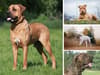 Which dog breeds are already illegal in the UK? Animal charities say breed bans won't work, amid push to add XL bullies