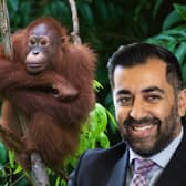 Humza Yousaf has been asked to intervene to help protect the Tapanuli orangutan (NationalWorld/Getty/Adobe Stock)