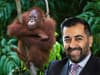 Tapanuli orangutans: conservationists urge Scotland's first minister to wade into Indonesia dam debate