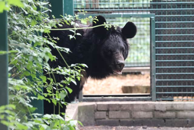 Traumatised black bear from Ukraine, Yampil is set to find his forever home in Scotland. (Picture: Five Sisters Zoo)