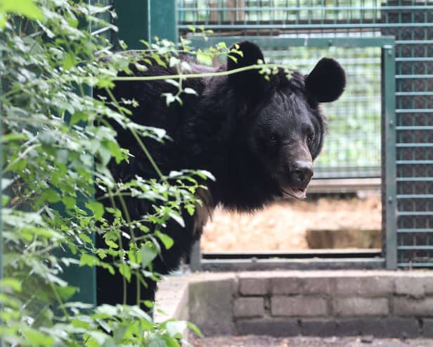 Traumatised black bear from Ukraine, Yampil is set to find his forever home in Scotland. (Picture: Five Sisters Zoo)