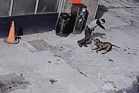 A CCTV still showing the dog chasing people across a petrol station forecourt after biting 11-year-old Ana Paun (NationalWorld)