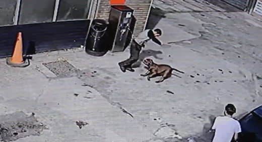 A CCTV still showing the dog chasing people across a petrol station forecourt after biting 11-year-old Ana Paun (NationalWorld)