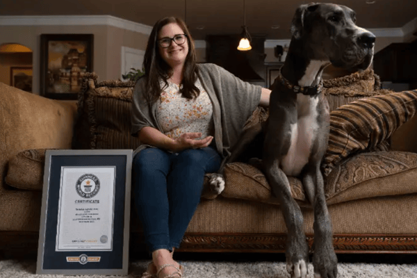 The world’s tallest dog, Zeus, died at the age of three after battling cancer. (Guinness World Records)