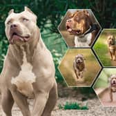 What will happen to people who already own XL bullies once the breed is banned? (NationalWorld/Adobe Stock)