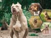 What will happen to XL bullies if they are banned? Owners may have to neuter and muzzle their pets under Dangerous Dogs Act