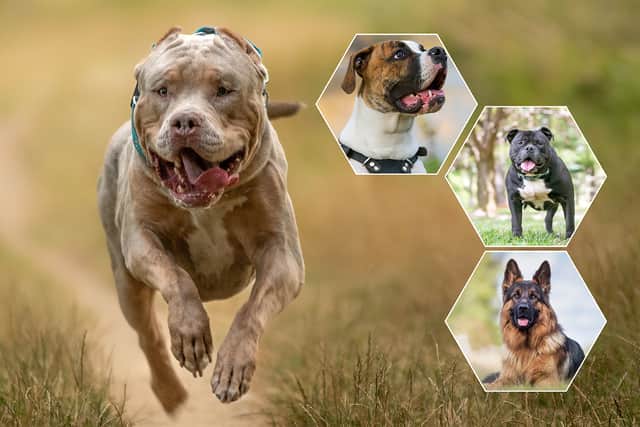 American bully XLs are set to be banned, but a number of other breeds are involved in high numbers of attacks in the UK (NationalWorld/Adobe Stock)